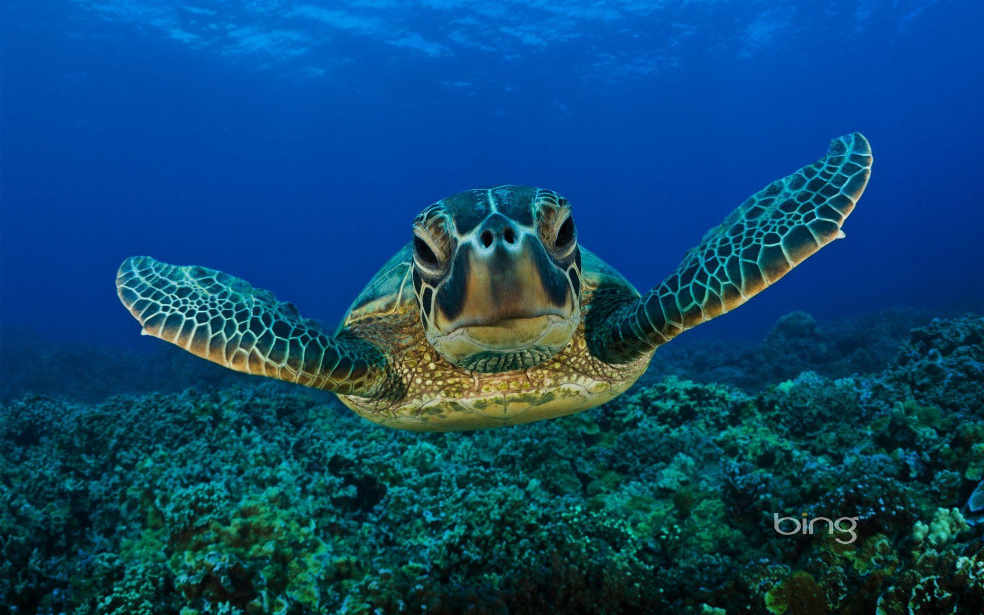 Free Hug A Sea Turtle Wallpaper, Free Hug A Sea Turtle HD