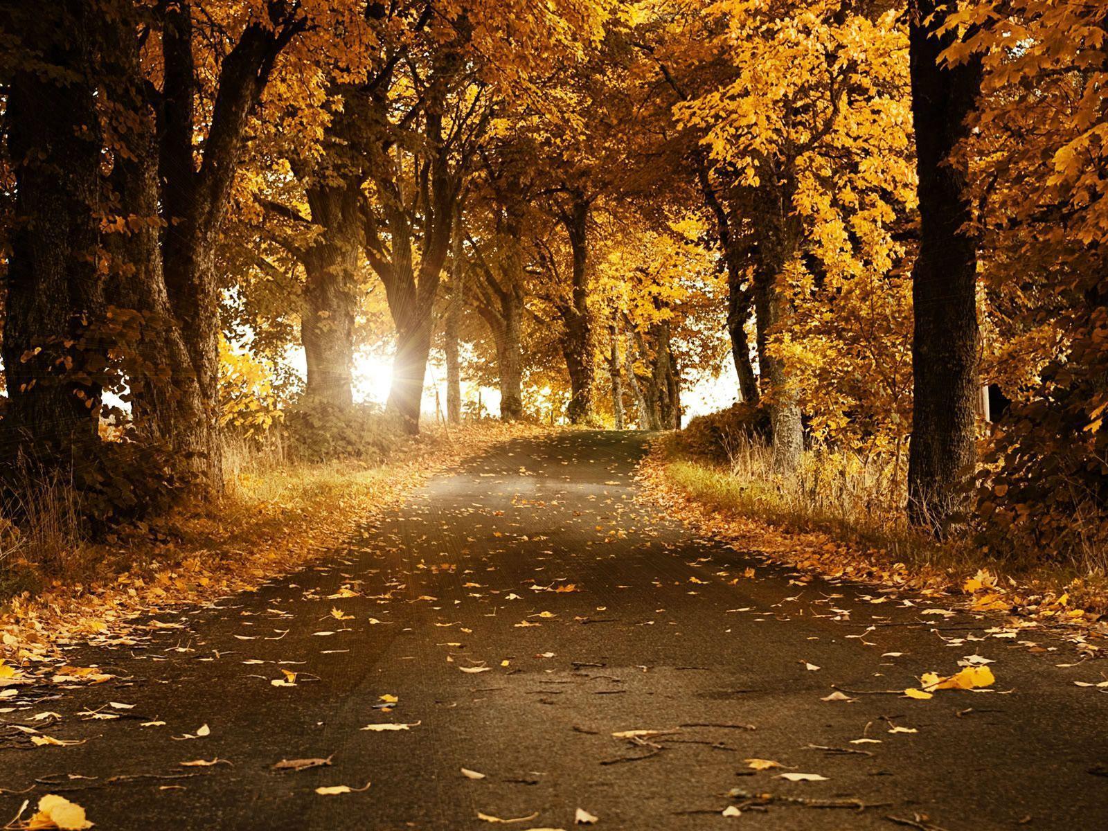 Beautiful Fall Photo Wallpaper