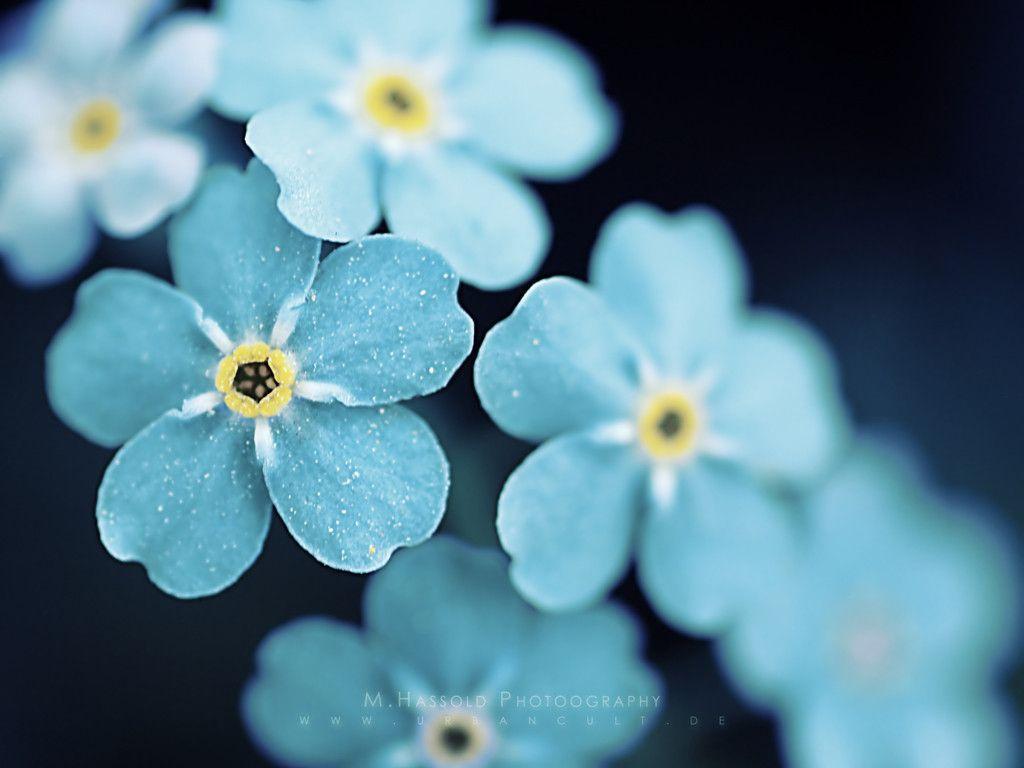 most beautiful wallpapers of flowers