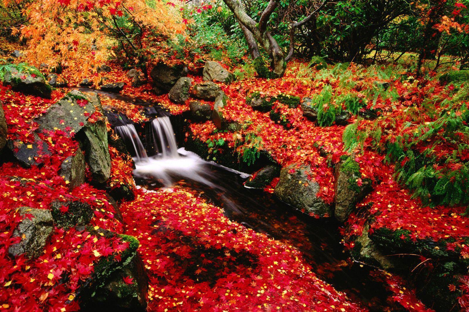 Free Wallpaper Views: Red Leaves Beautiful Fall Landscapes HD