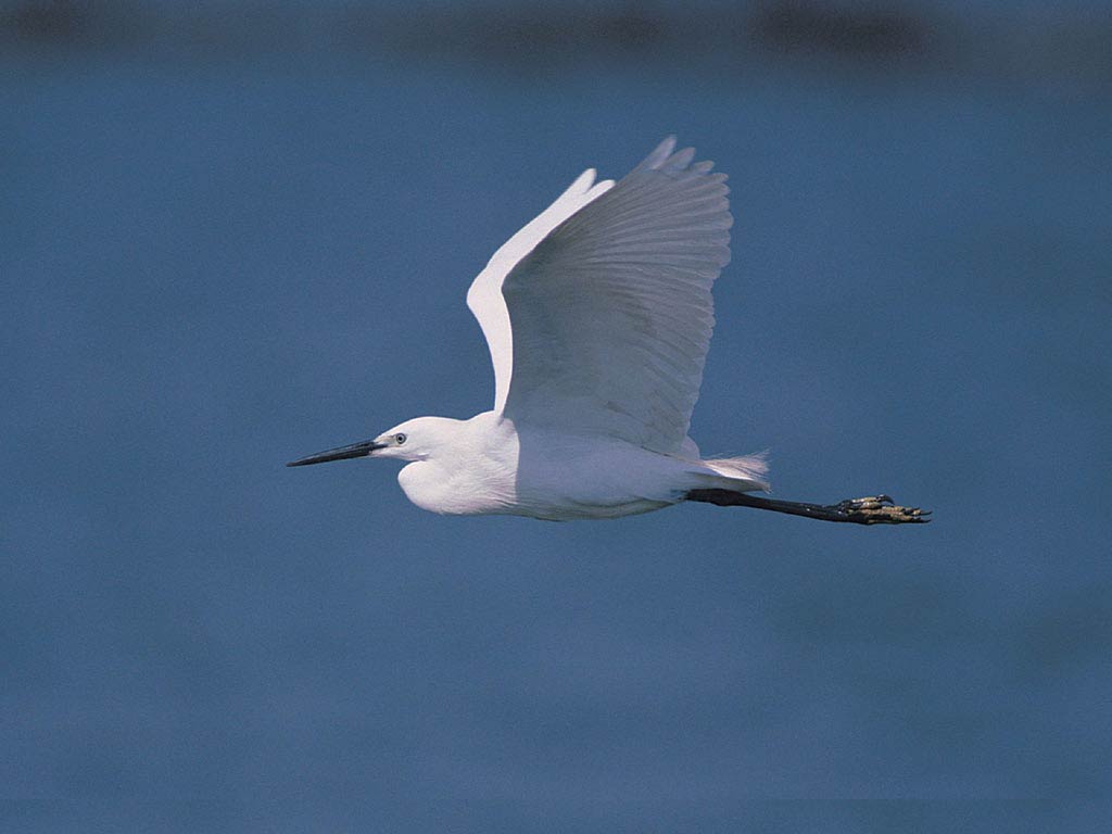 Stork bird wallpaper