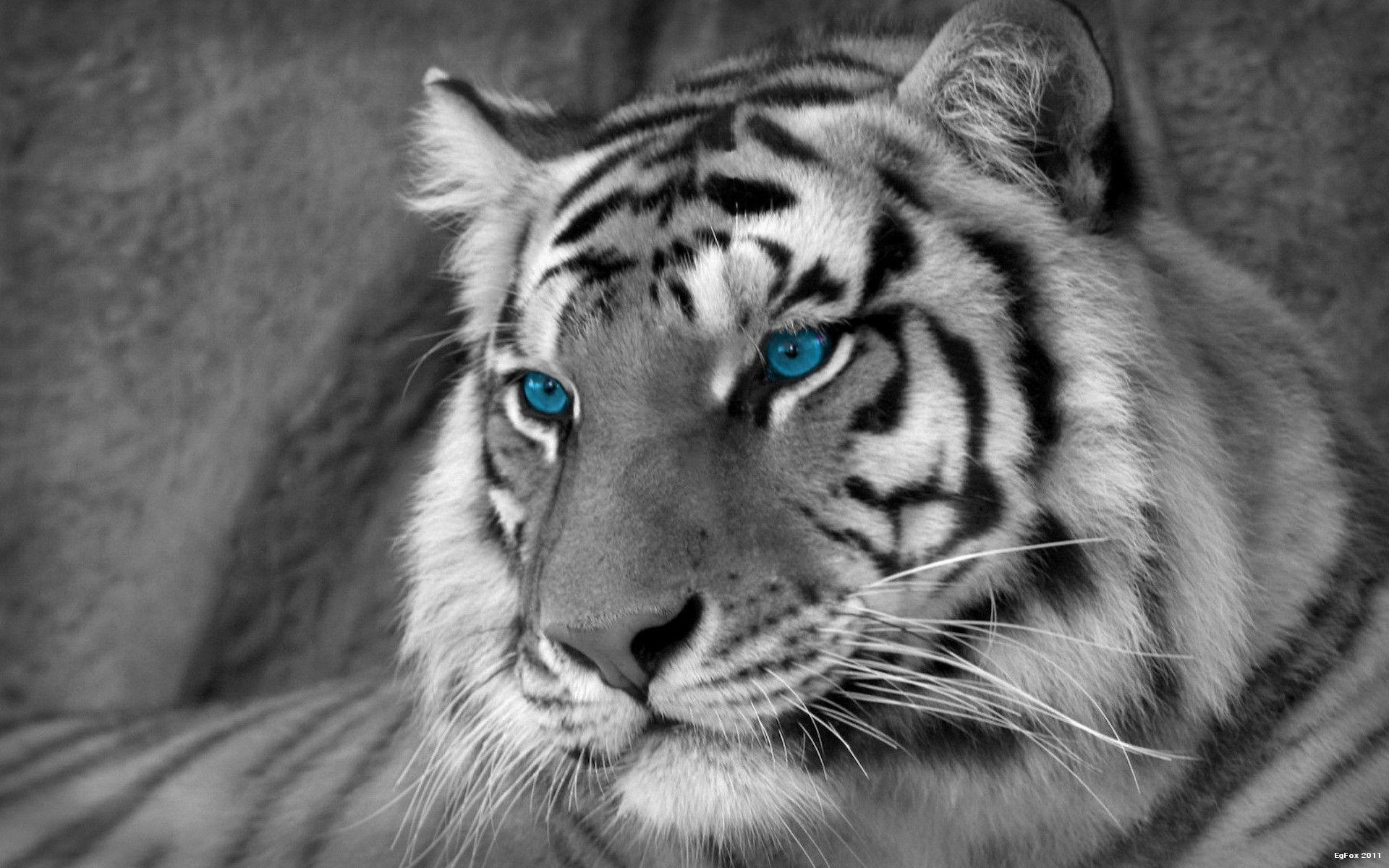 White Tigers Wallpapers 6907 Best HD Wallpapers