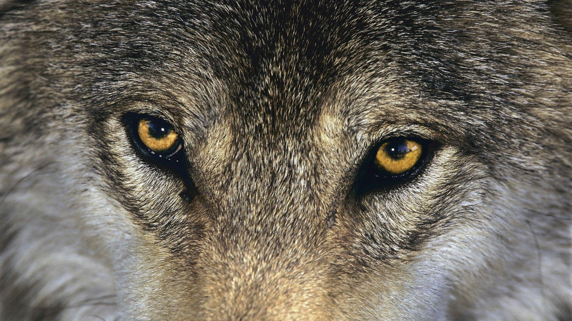 Animal Gray wolf Wallpaper 03. hdwallpaper