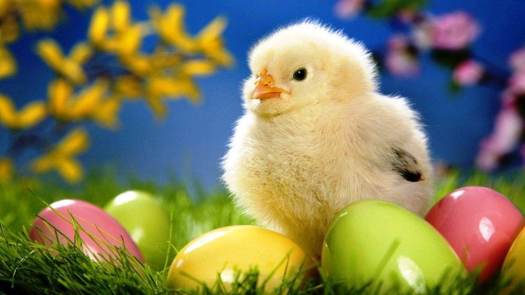 Free Easter Desktop Background