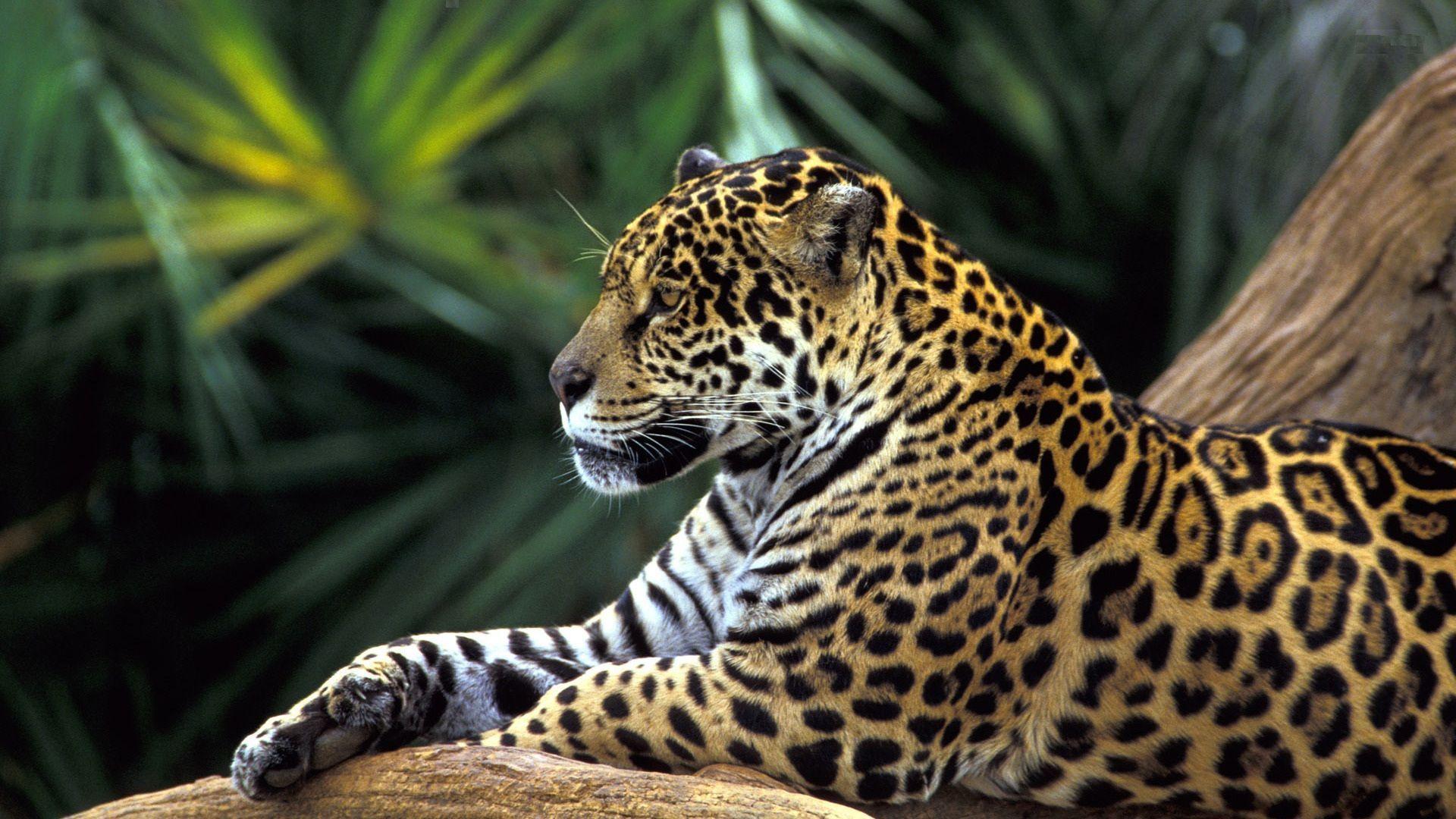 Leopard Wild Animal HD Wallpaper