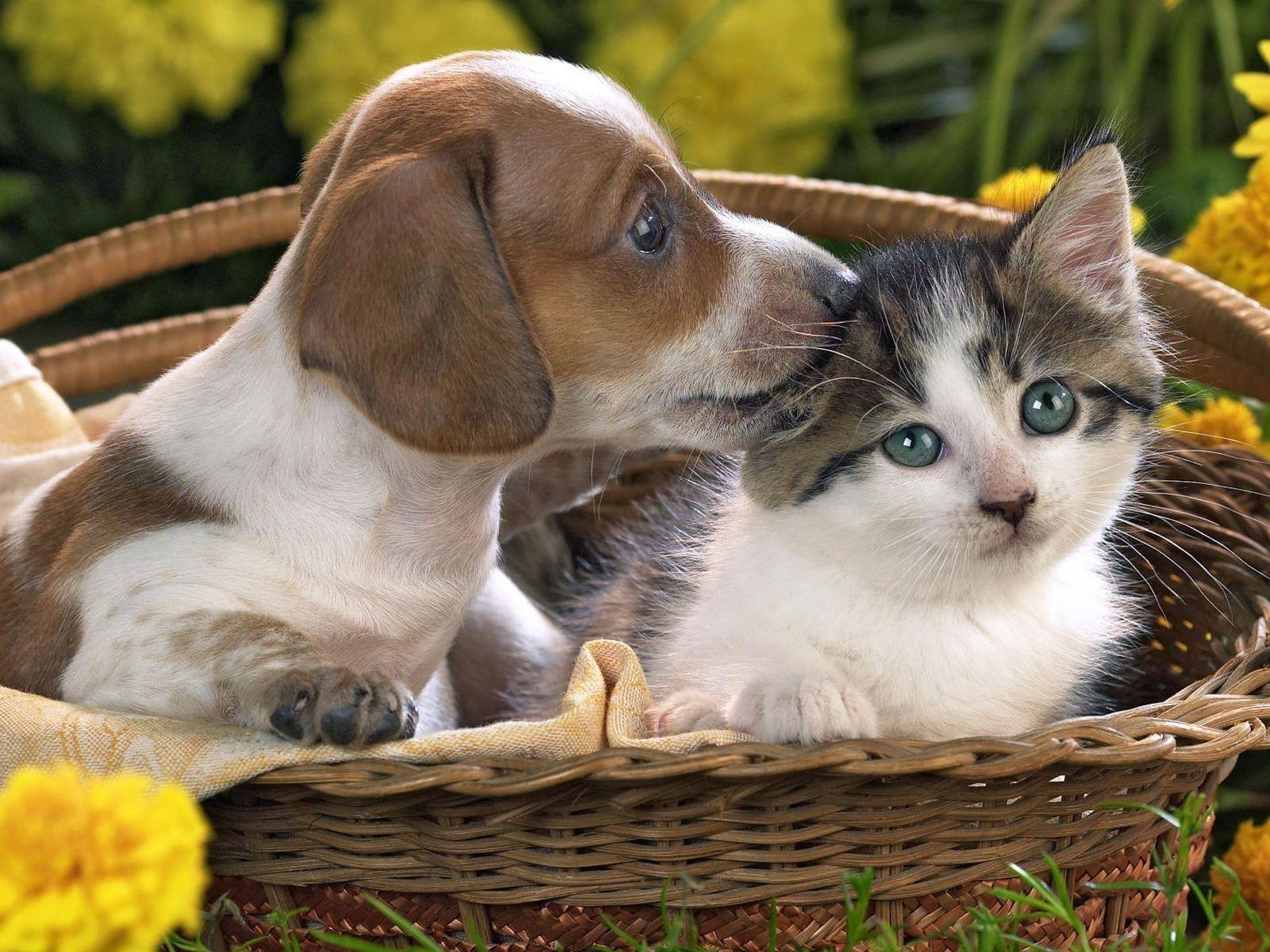 Wallpaper For > Dog And Cat Wallpaper