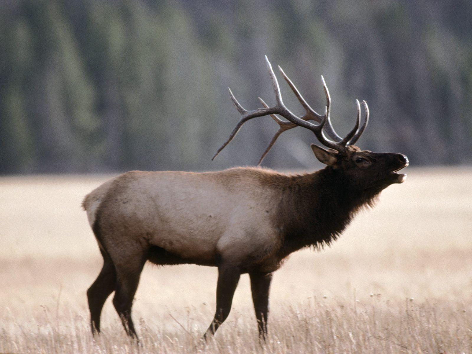 Image For > Rocky Mountain Elk Wallpapers