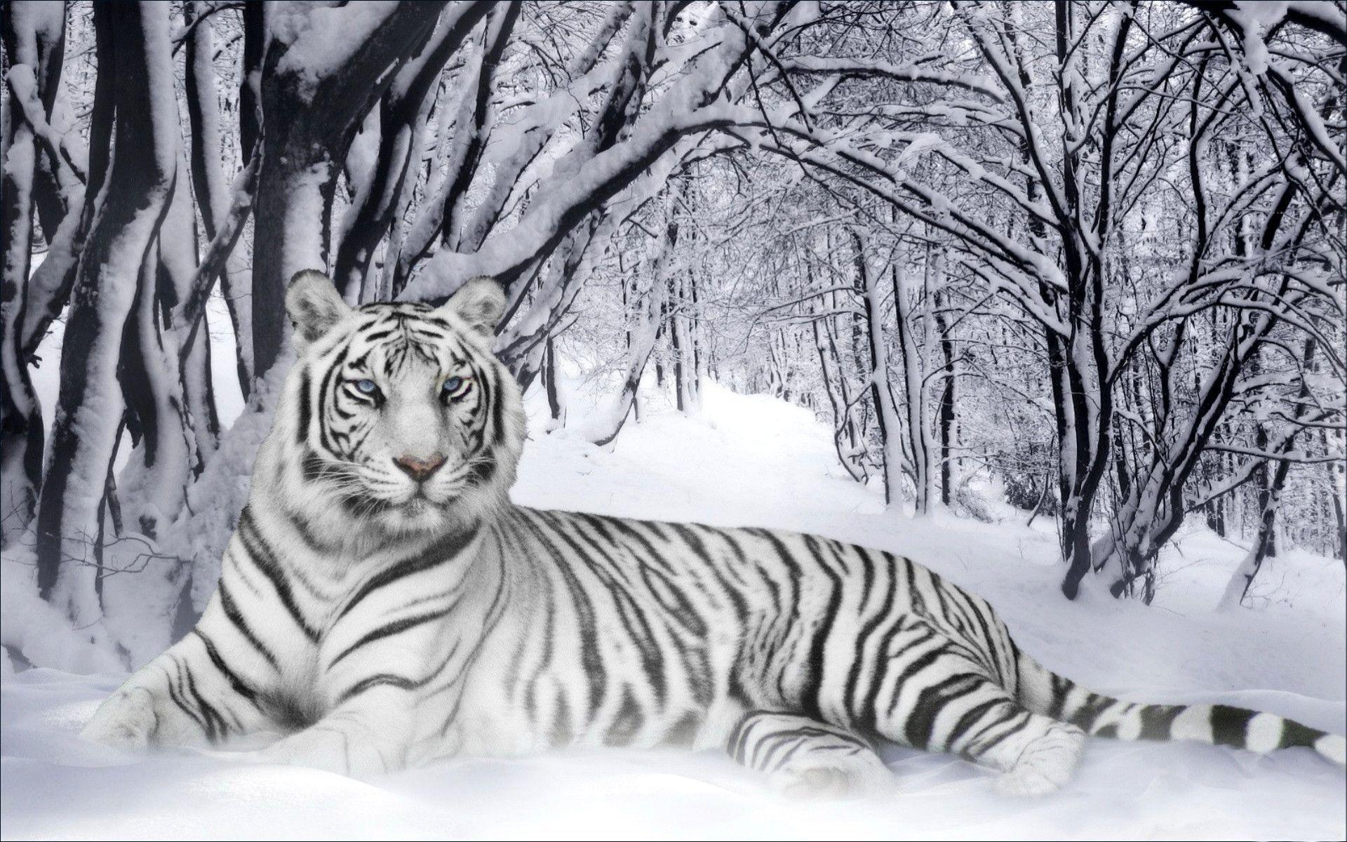 White Tiger in the Winter Wallpaper Wide Photo