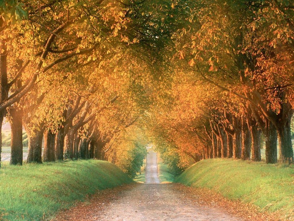 Wallpaper For > Autumn Road Desktop Wallpaper