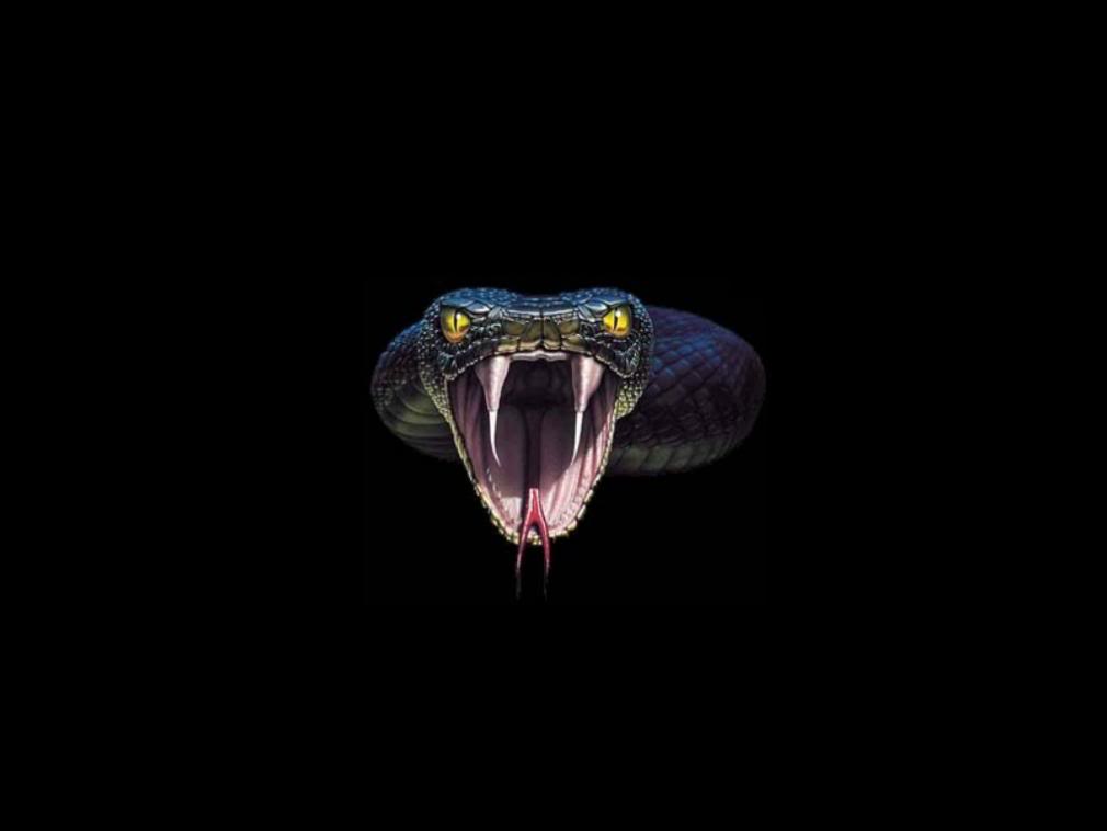 Imgs For > Black Mamba Snake Wallpaper