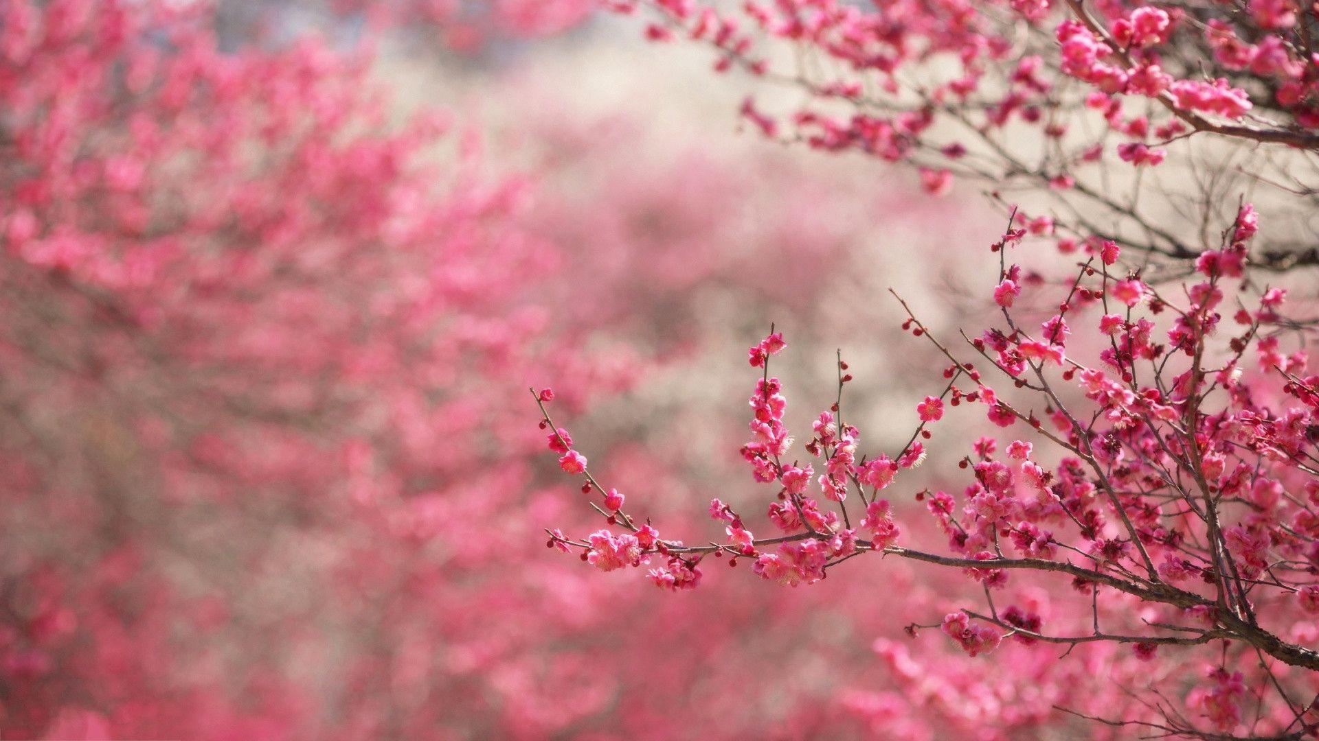 Spring cherry blossoms Wallpaper
