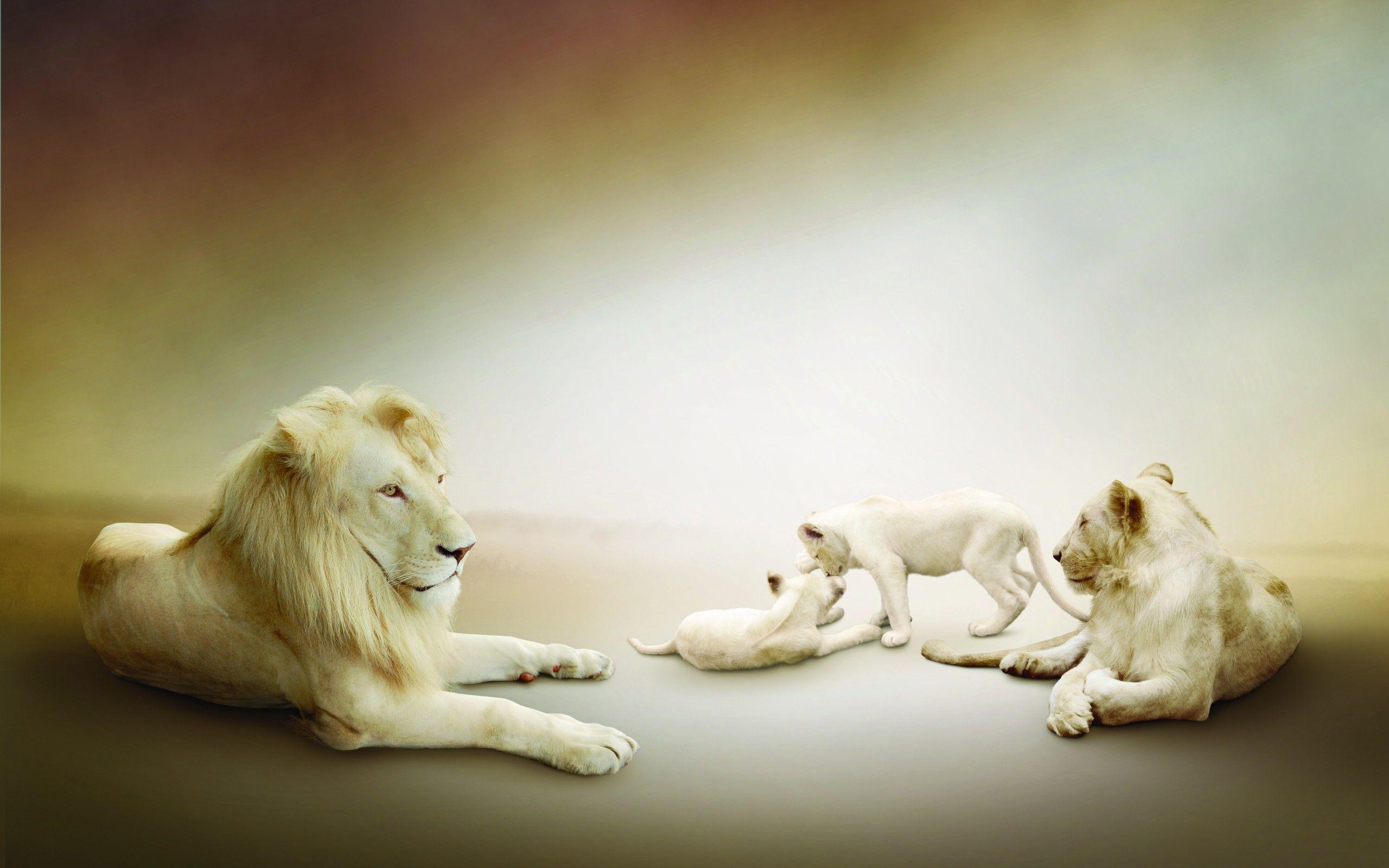 White family lion lioness lions play cubs cub babies wallpaper