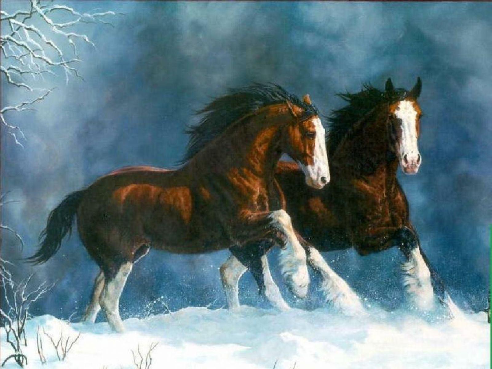 Free Horse Wallpaper For iPhone