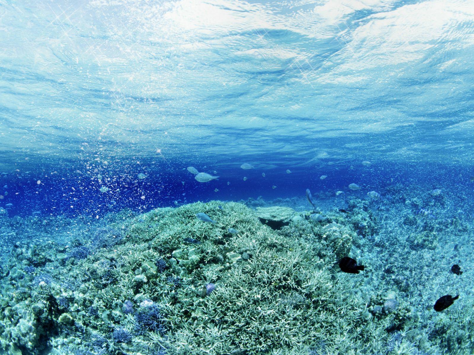 Underwater Fish Wallpapers