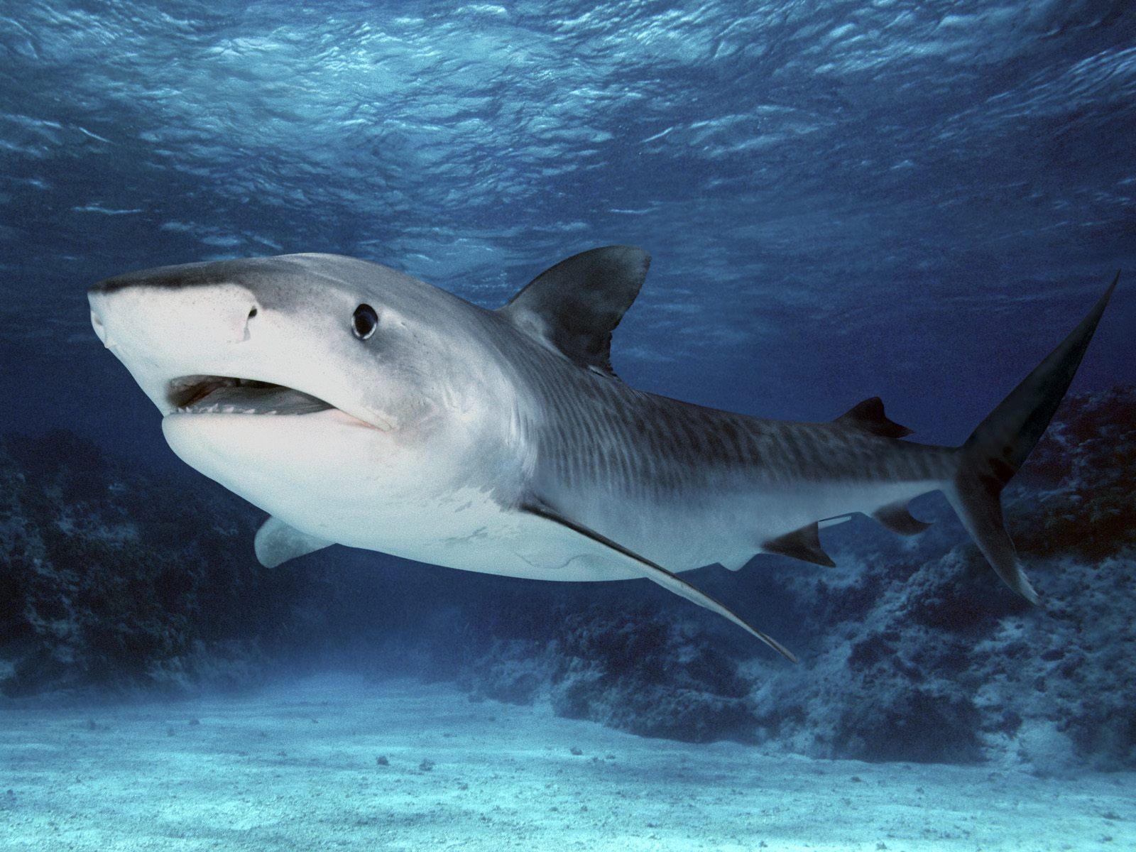 Beautiful Tiger Shark Picture and Wallpaper
