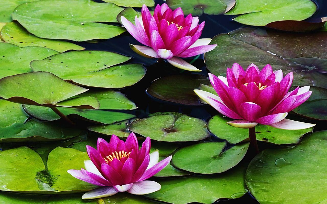 Water Lily Flower HD Wallpaper. Picture of Water Lily Flowers