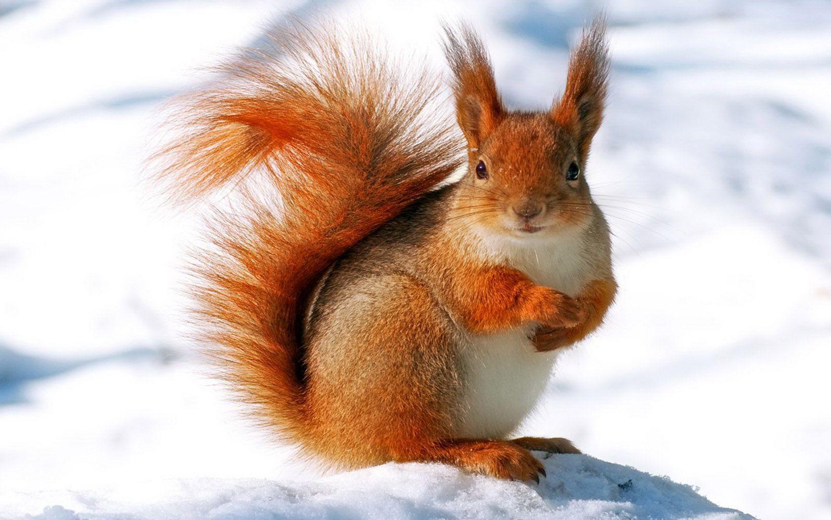 Snow Squirrel Wallpaper