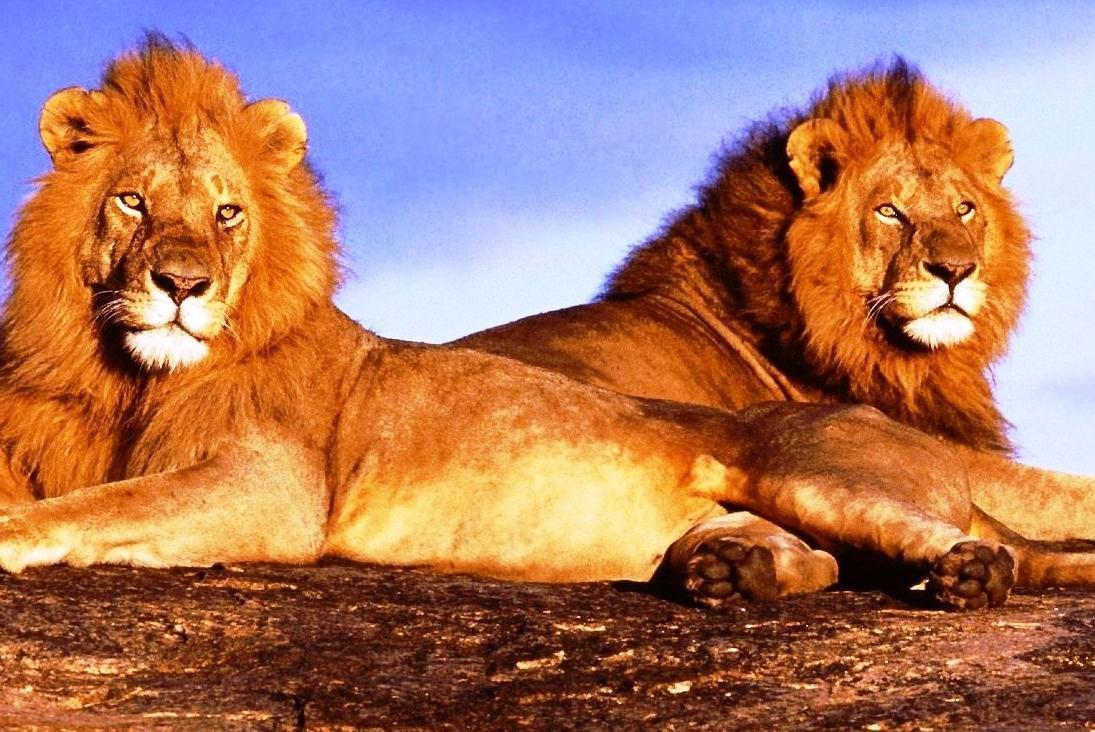 Two lions free desktop background wallpaper image