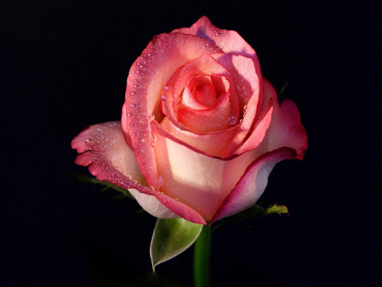 Pink Rose Flowers Wallpaper For Desktop HD 1080P 12 HD Wallpaper