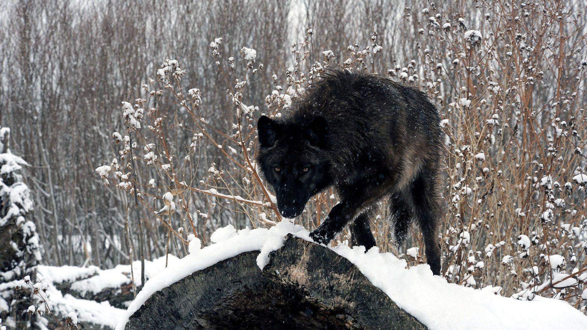 Black Wolf Wallpapers and Backgrounds