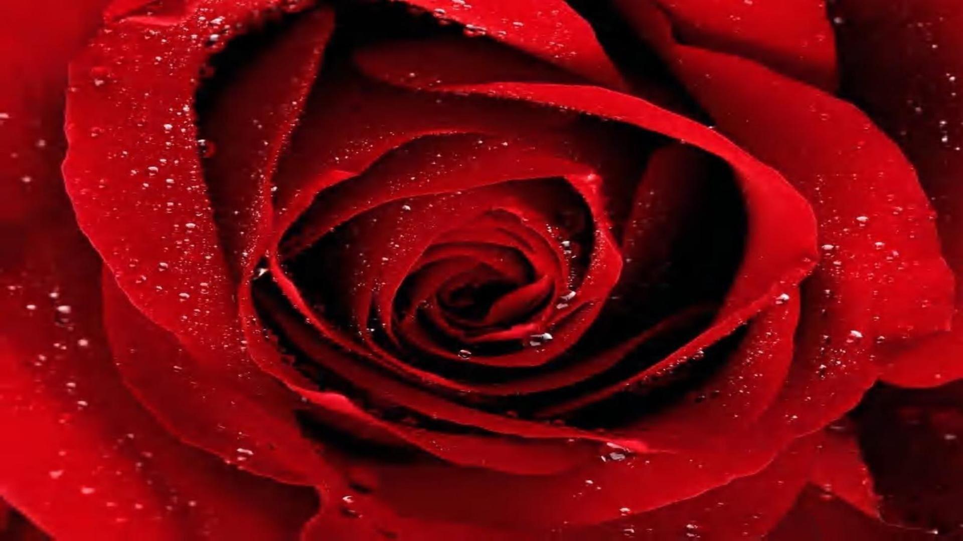 Red rose on black background macro look free desktop background