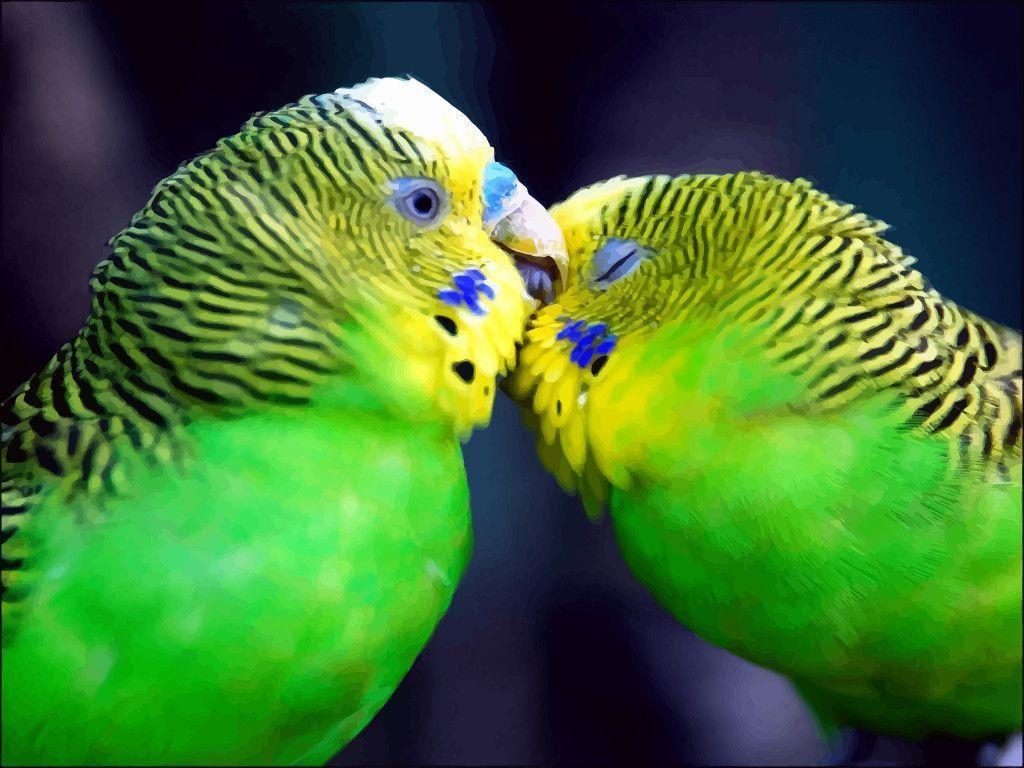 Love Birds Wallpaper Free