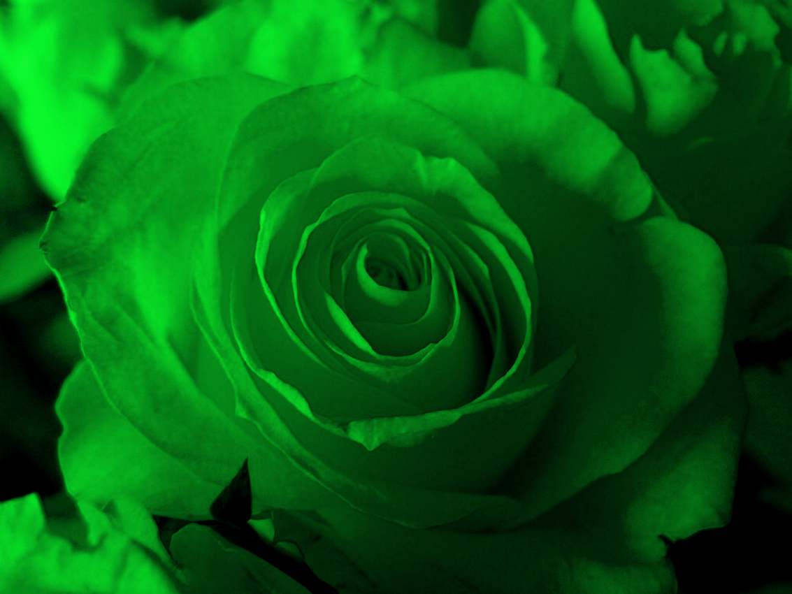 Green Rose HD Wallpaper. Sky HD Wallpaper
