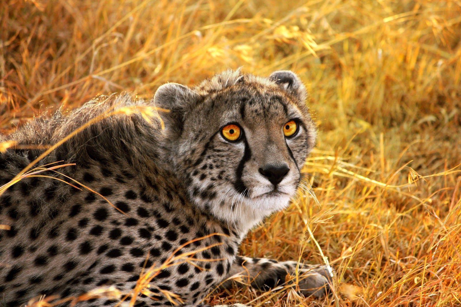 The Spotted Canvas: Yellow Cheetah Background