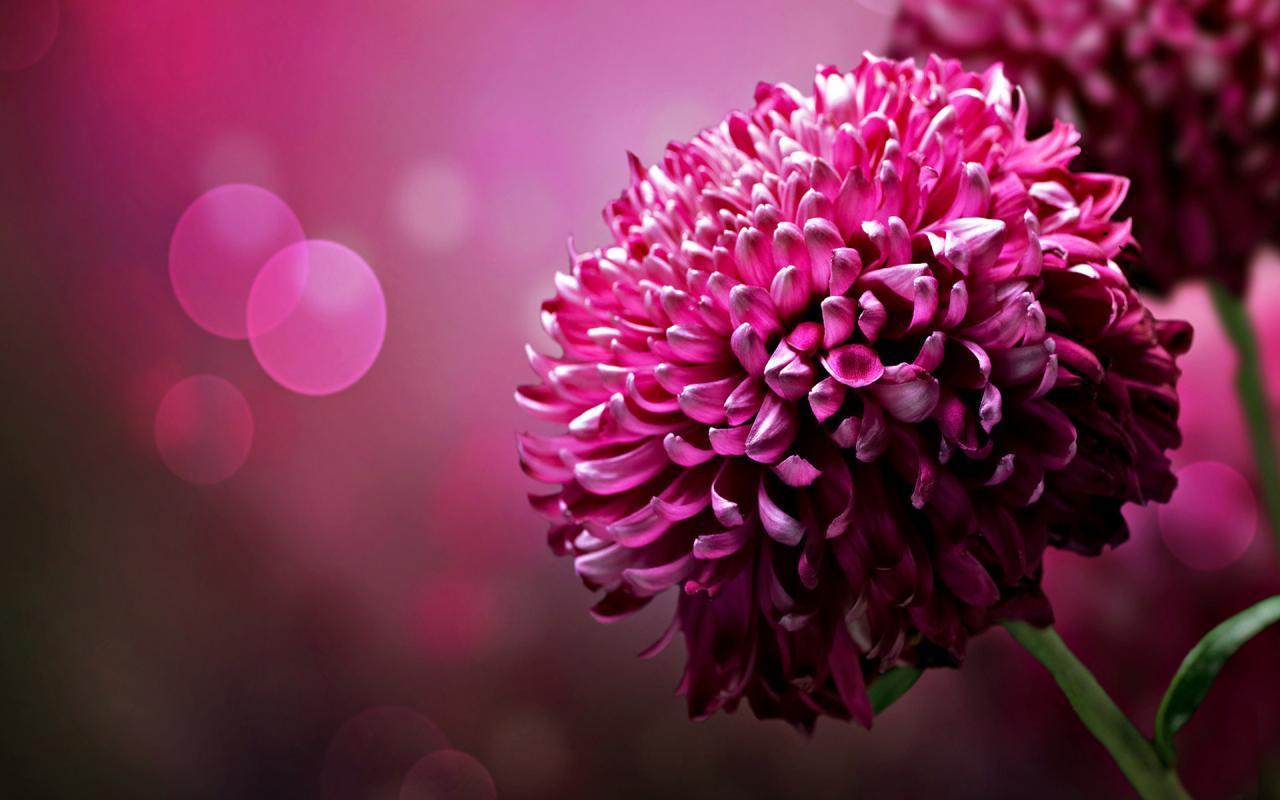 Pix For > Flower Desktop Background Widescreen