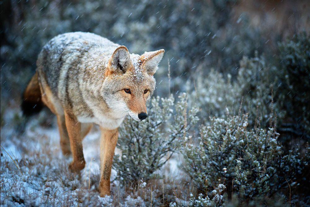 Coyote HD Wallpaper Wallpaper Inn
