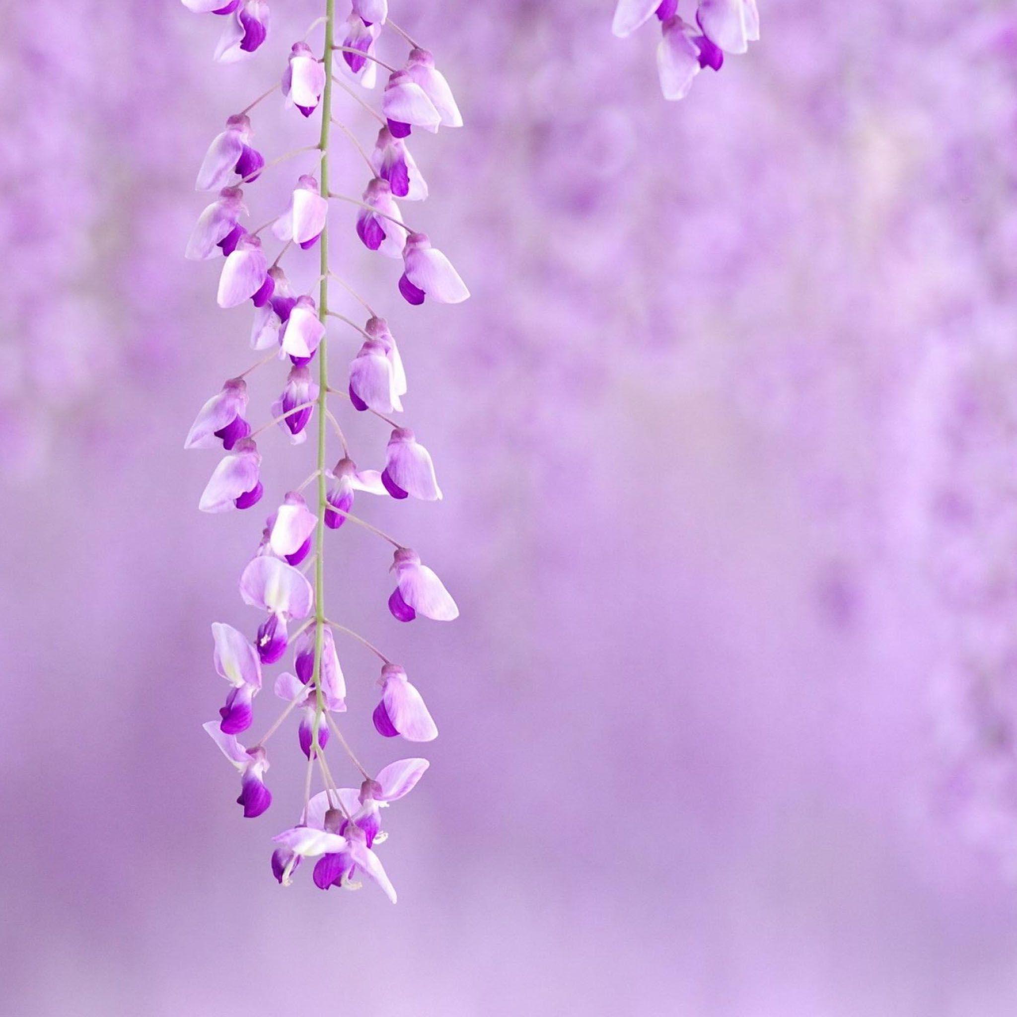 Wallpaper For > Light Purple Flower Background