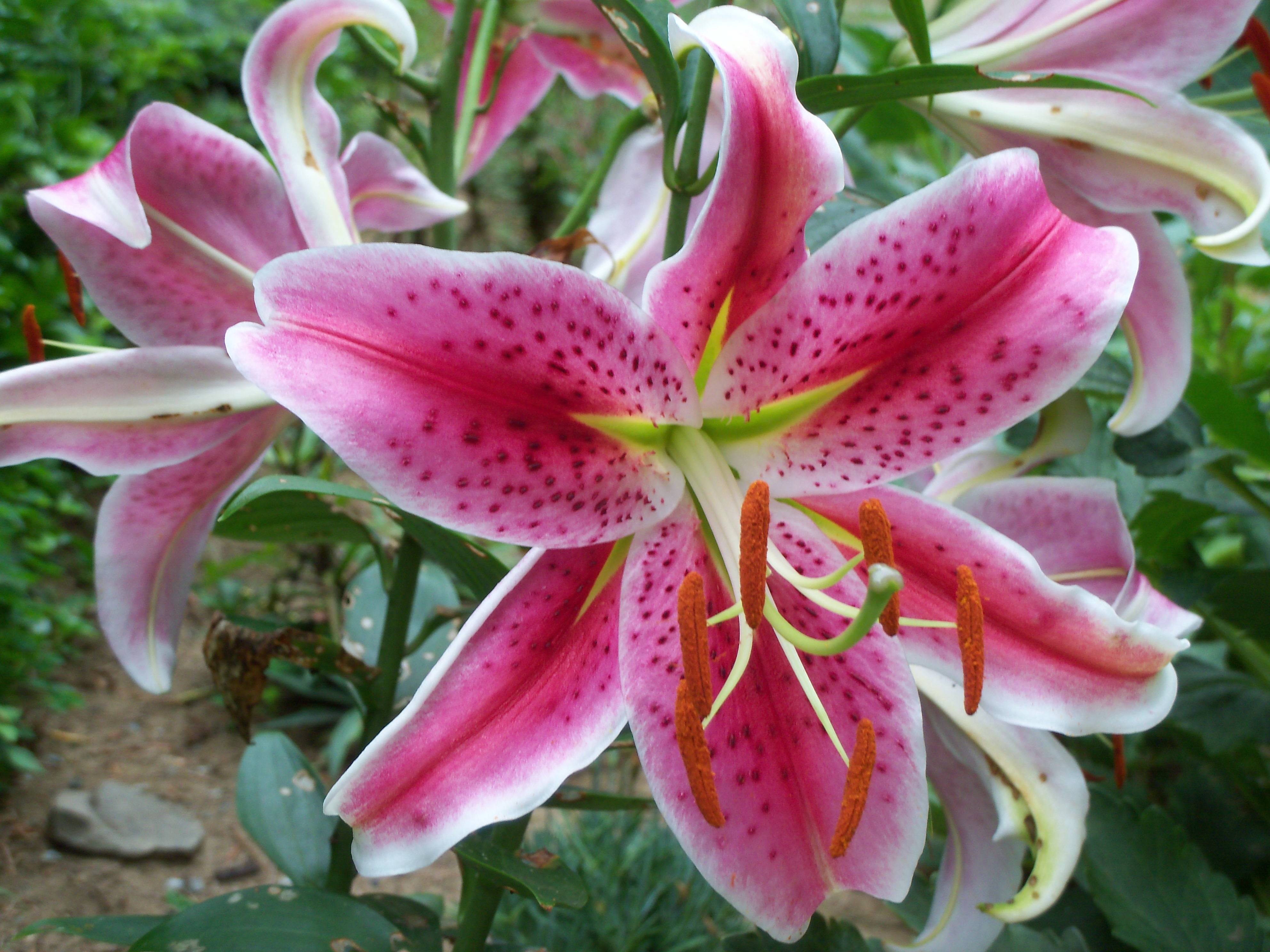 Stargazer Lily Wallpapers - Wallpaper Cave
