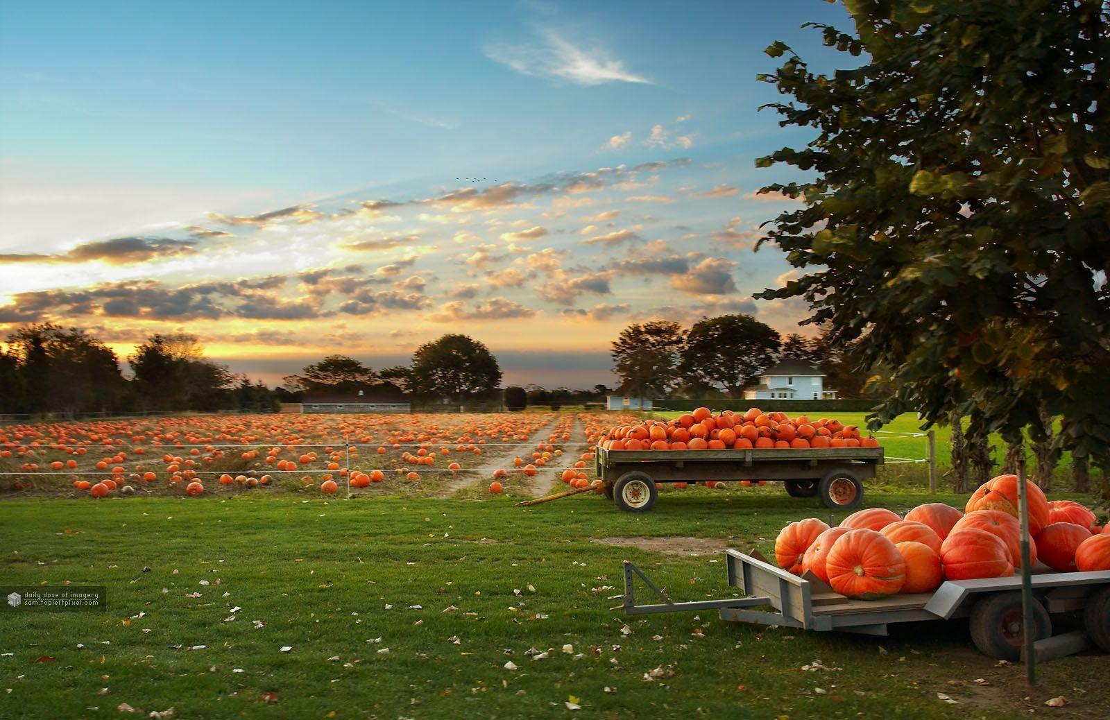 Fall Pumpkin Scenes