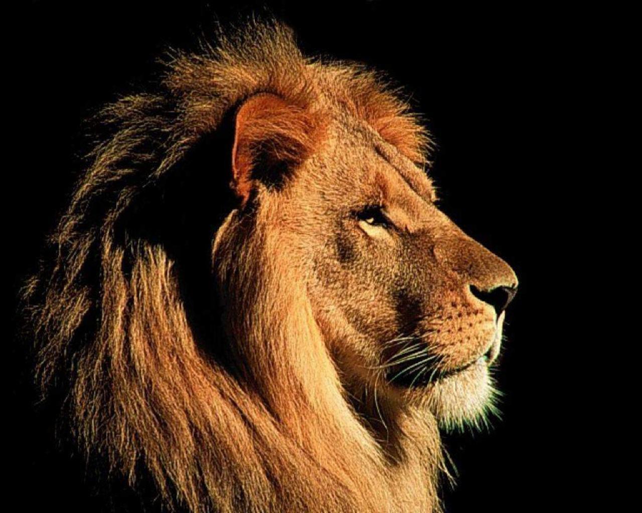 3d hd lion wallpapers