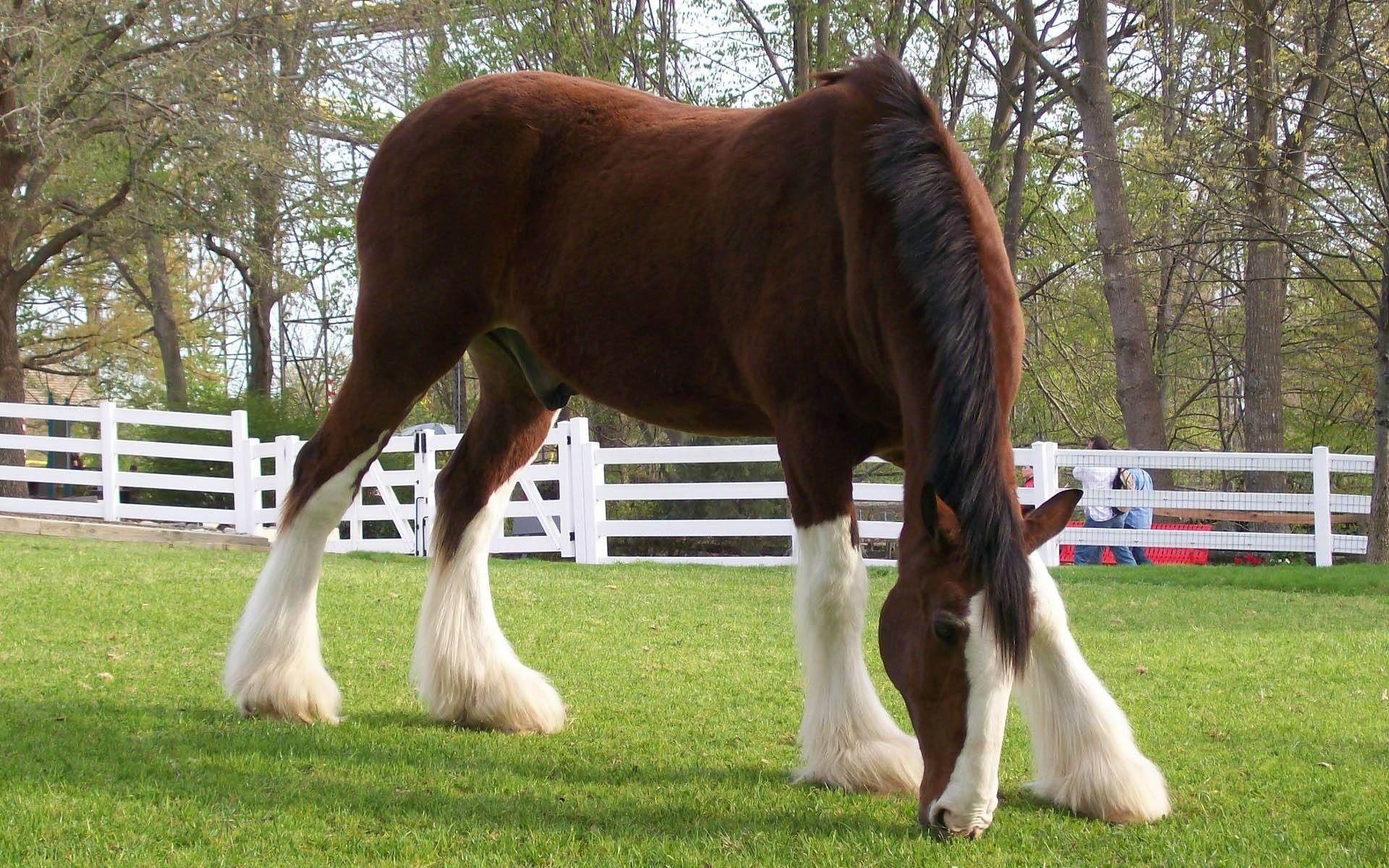 Breyer Clydesdale Horse.