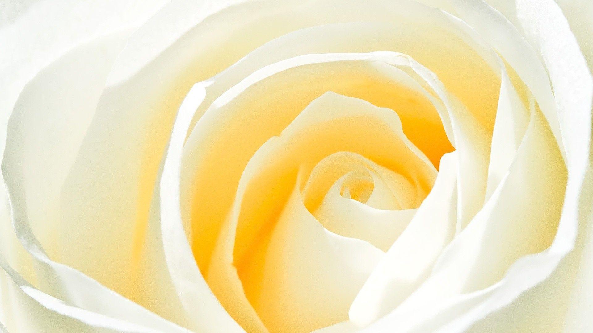 White Rose Flower Background HD Wallpaper of Flower