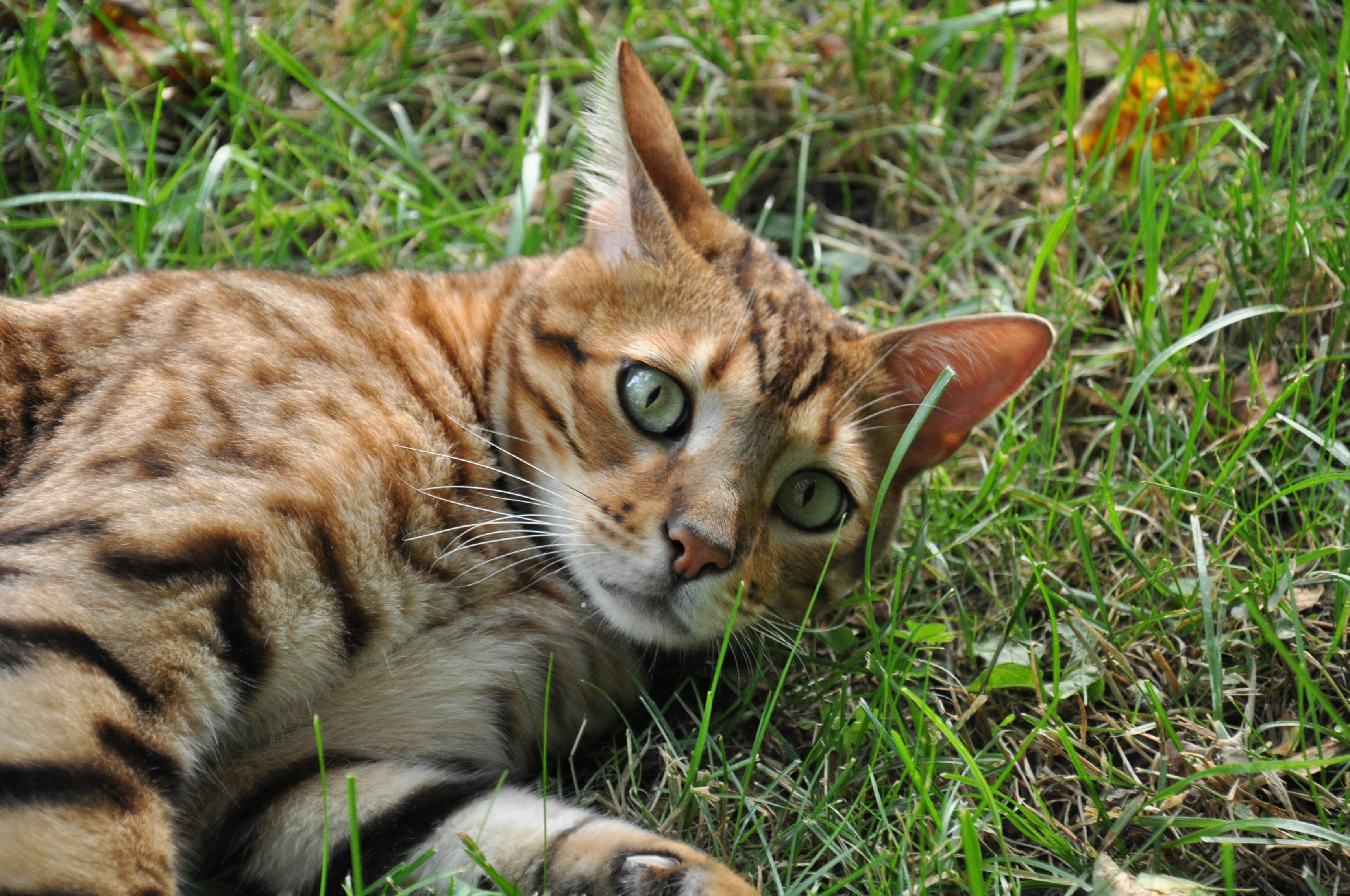 Download Domestic Bengal Cats Picture 9 4288x2848 (680) Full Size
