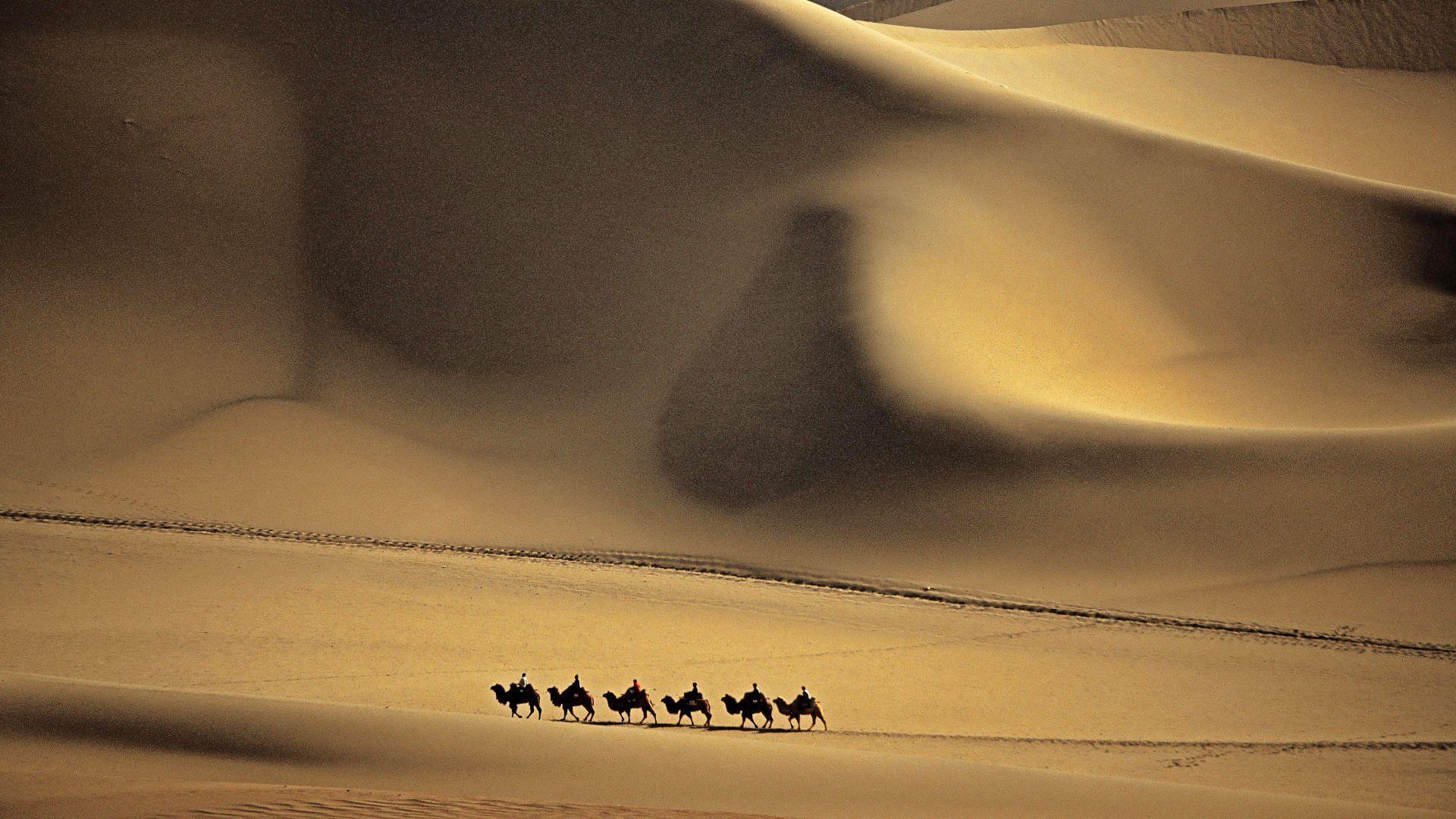 Desert Camel / Wallpaper Desert 4768 high quality Background