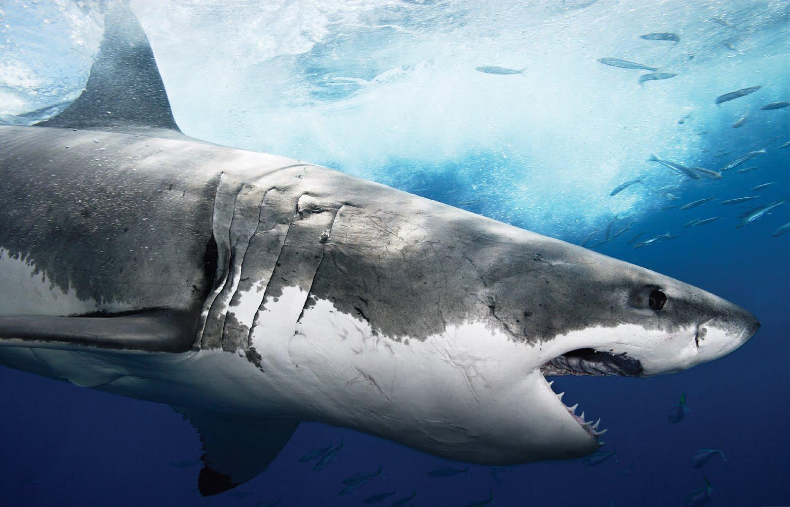 Great White Shark Wallpaper 39026 in Animals