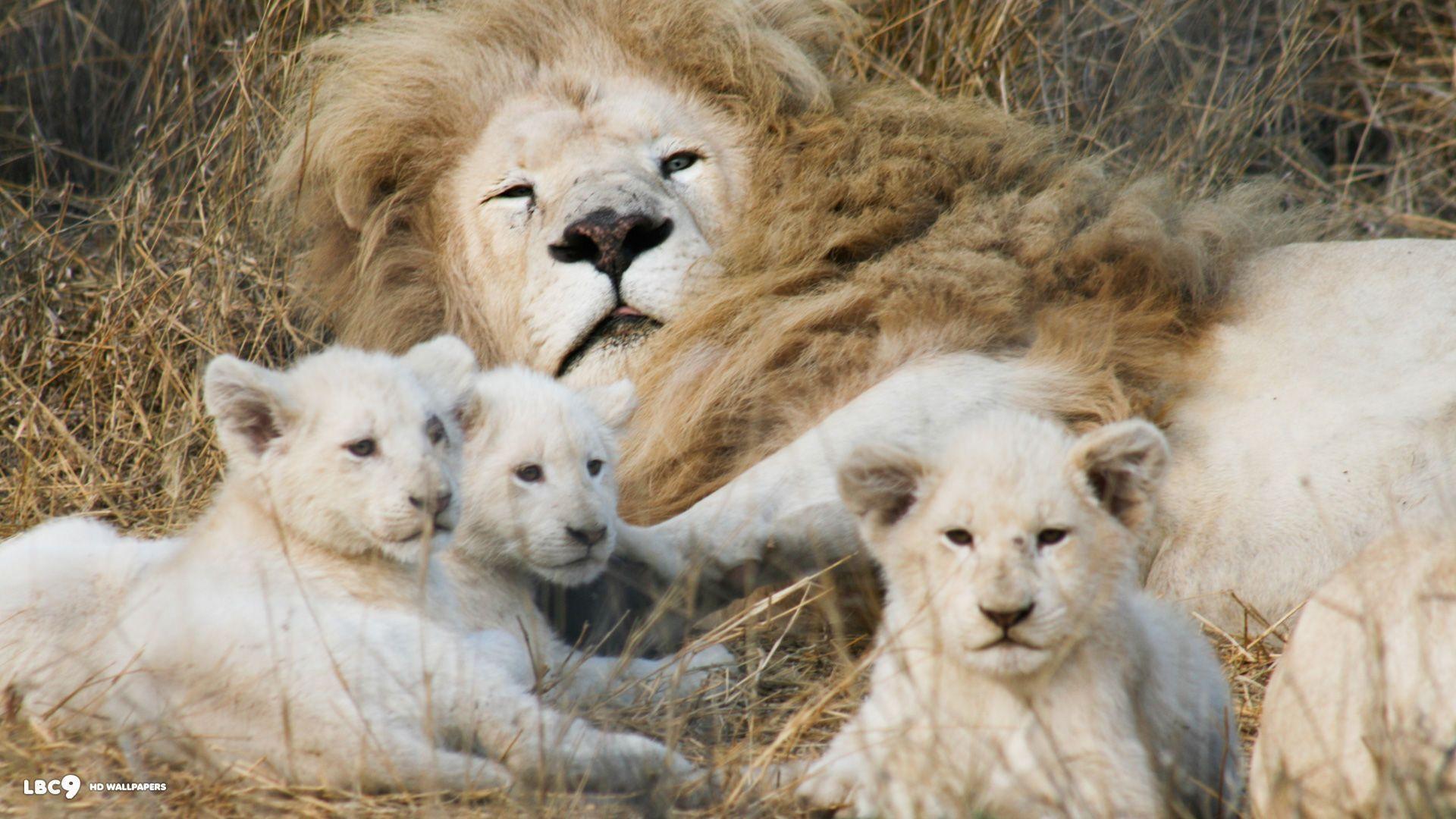 White Lion Cubs Wallpaper and Background