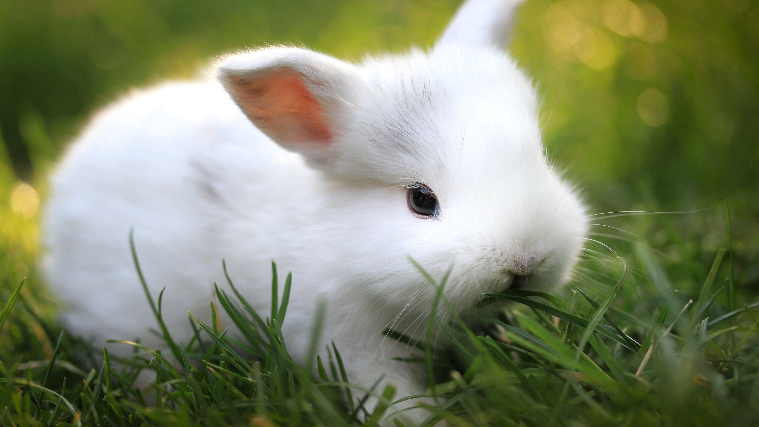 Lone Cool Small White Rabbit Eating Grass In T Wallpaper