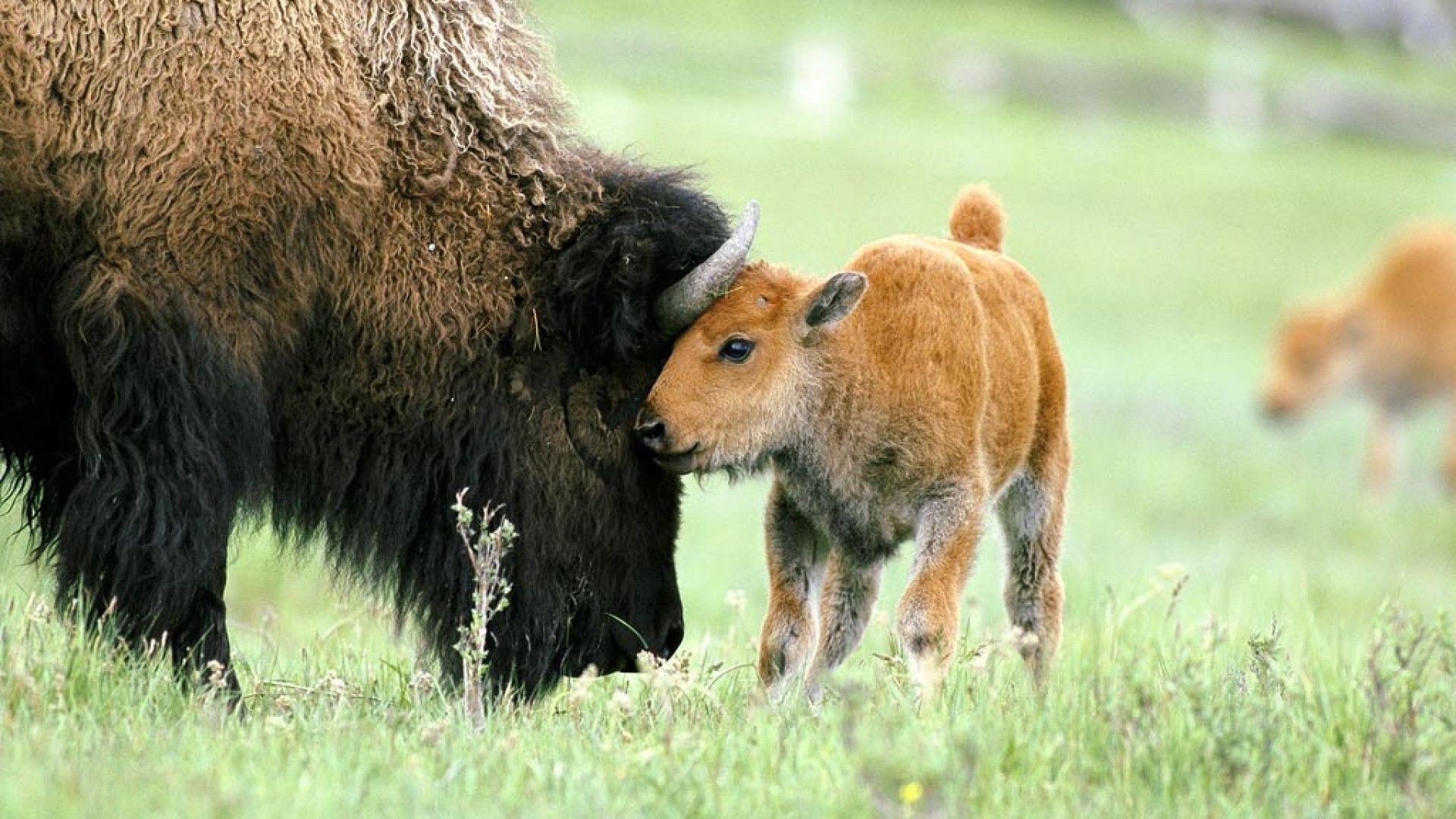 American bison baby wallpaper