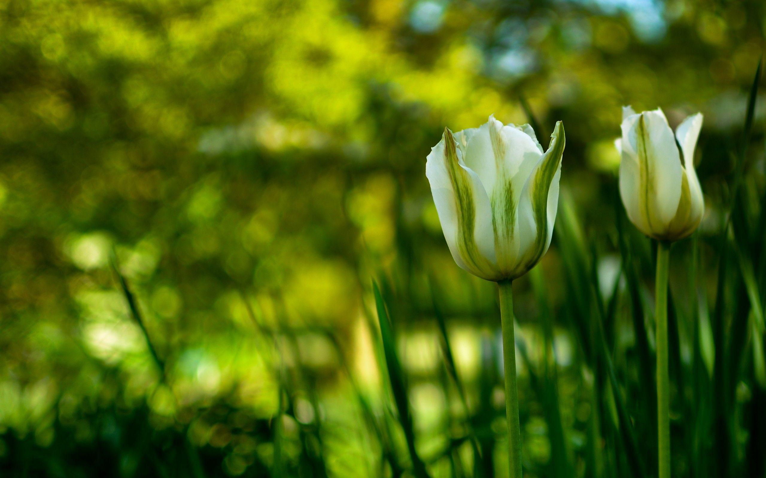 White Tulips HD Picture And Wallpaper. TanukinoSippo