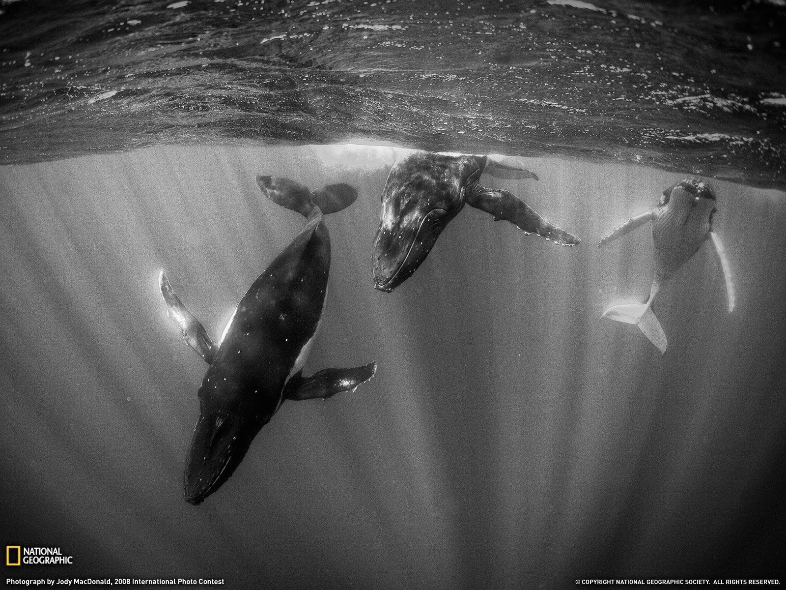 national geographic wallpaper whales