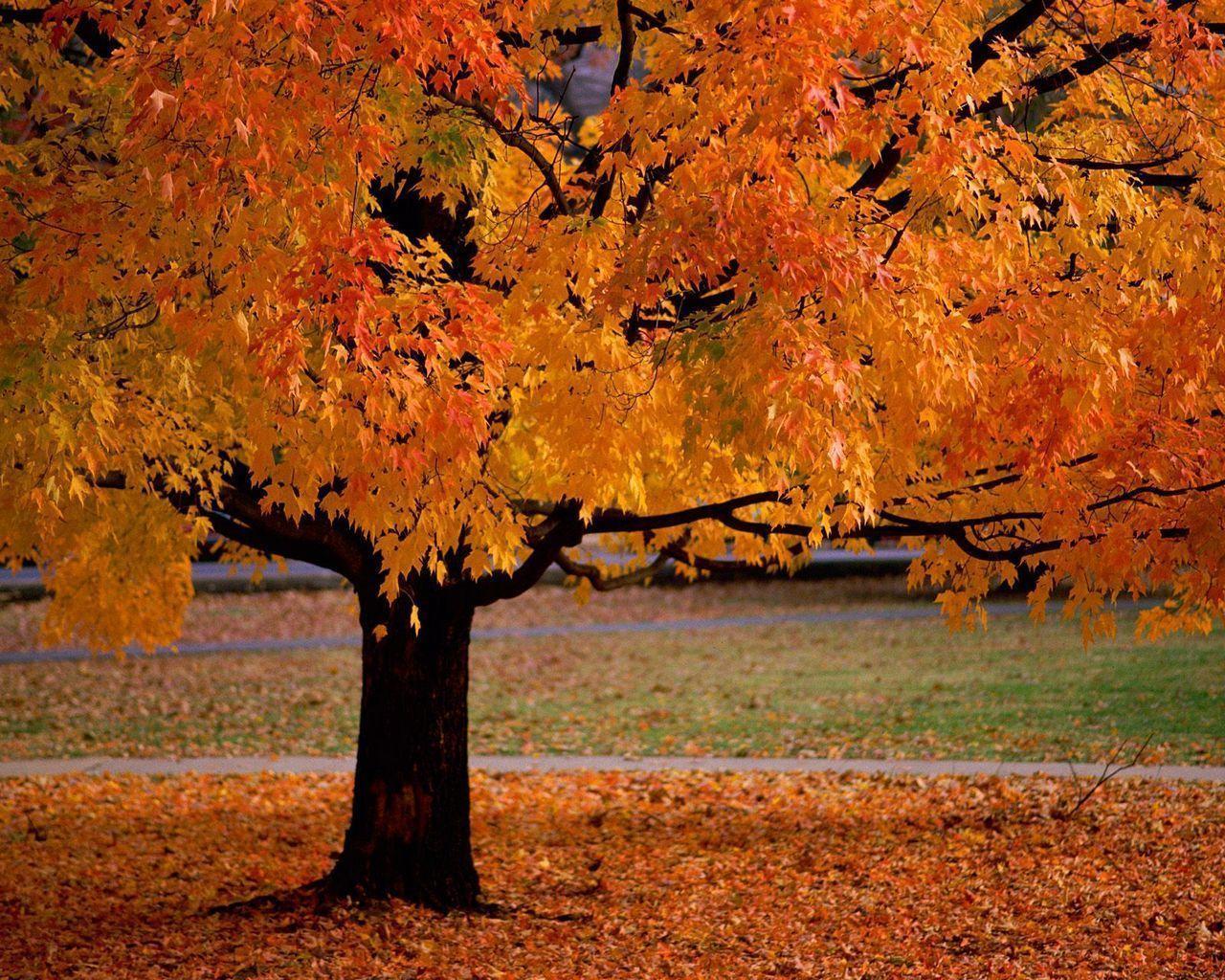 Wallpaper For > Autumn Scenery Desktop Wallpaper