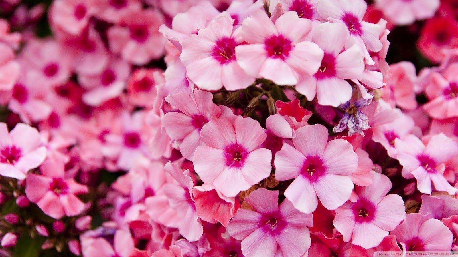 image For > Pink Flower iPhone 5 Wallpaper