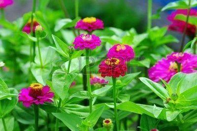 Zinnia Flowers On The Natural Background , Picture