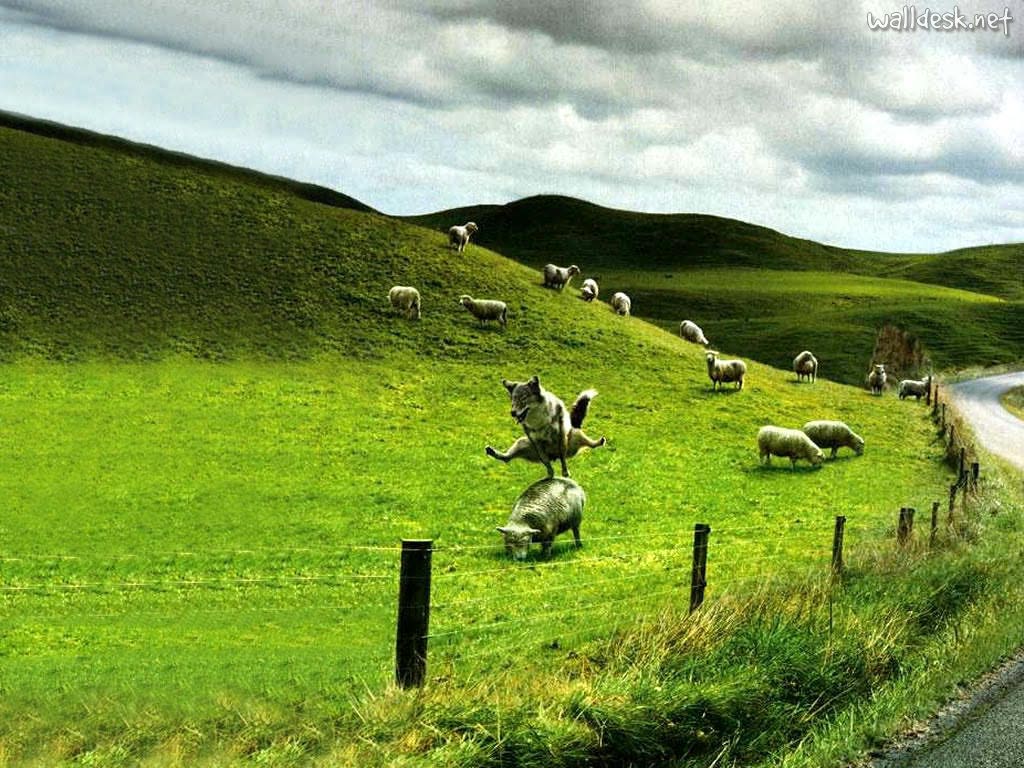 sheep dog silly humor background to Desktop Funny, photo