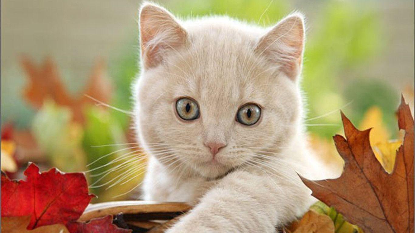 Cute White Cat Free Beautiful Wallpaper Download For Your Desktop