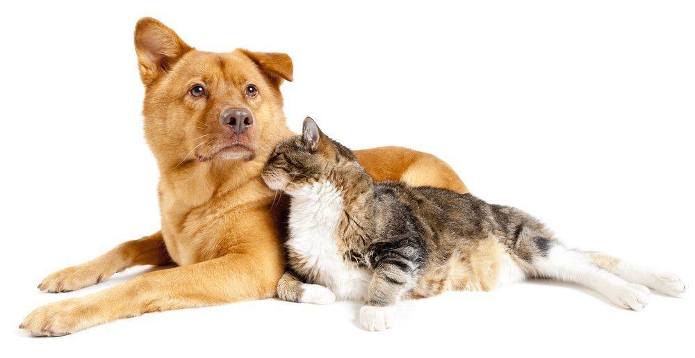 Cat And Dog Photo